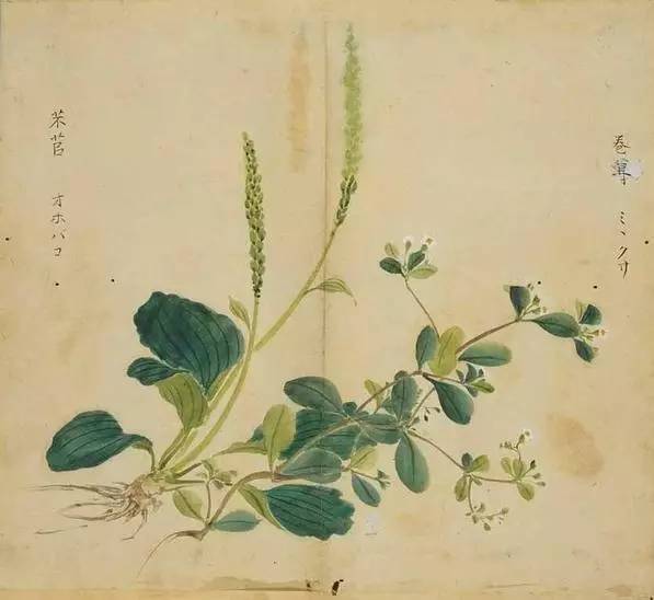 艾草简笔画图片（艾草简笔画可爱卡通）-第12张图片-昕阳网