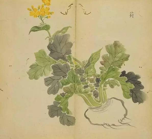 艾草简笔画图片（艾草简笔画可爱卡通）-第21张图片-昕阳网