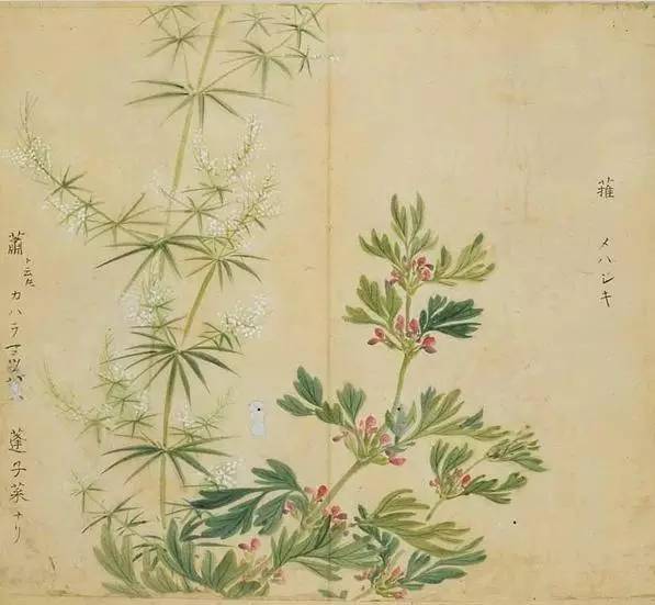 艾草简笔画图片（艾草简笔画可爱卡通）-第30张图片-昕阳网