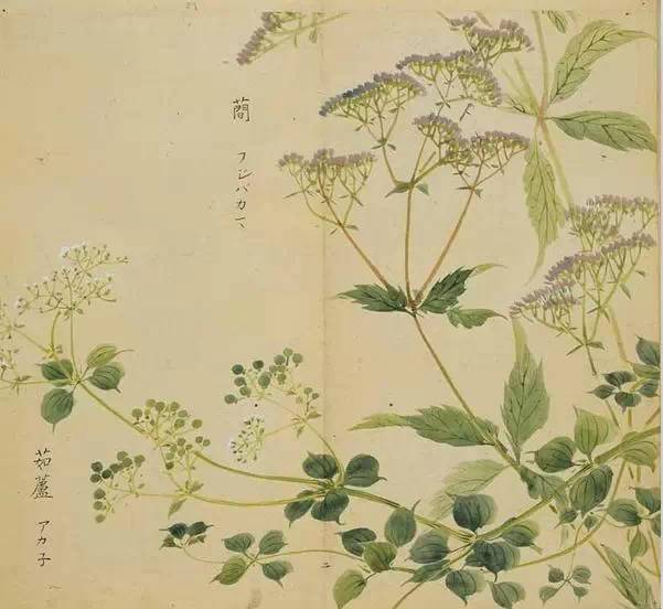 艾草简笔画图片（艾草简笔画可爱卡通）-第35张图片-昕阳网