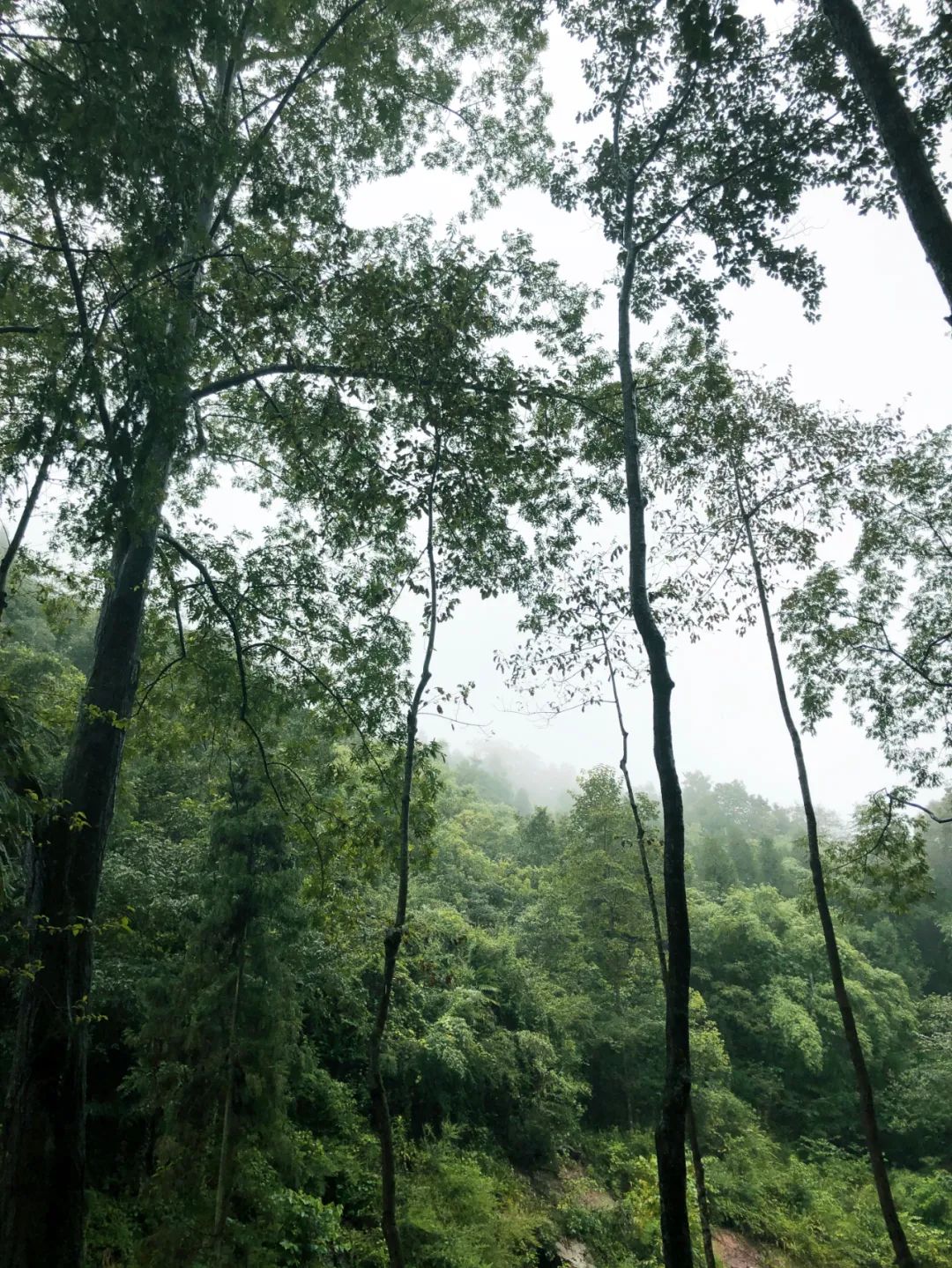 葛仙山旅游攻略（九仙山旅游攻略）-第12张图片-昕阳网