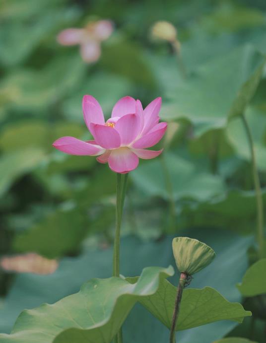 花开不并百花丛（花开不并百花丛独立疏篱趣未穷翻译）-第5张图片-昕阳网