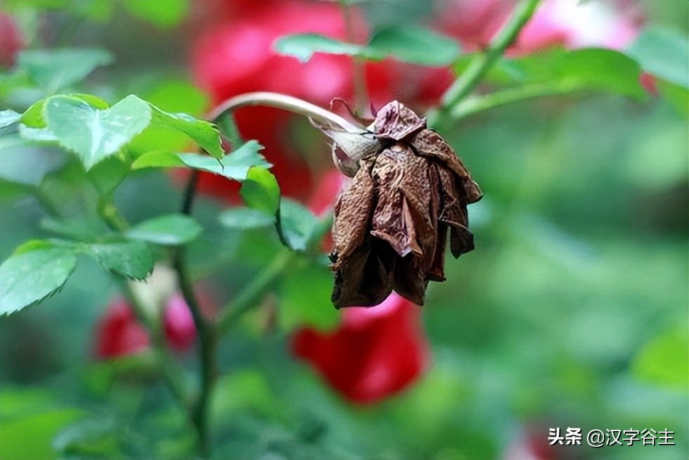 枯萎的萎怎么写（枯萎的萎怎么写组词）-第4张图片-昕阳网