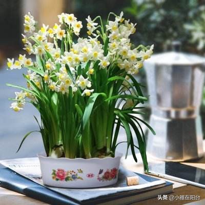 水仙花开花时间（水仙花开花时间形状颜色气味）-第1张图片-昕阳网