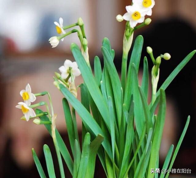 水仙花开花时间（水仙花开花时间形状颜色气味）-第7张图片-昕阳网