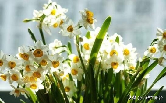 水仙花开花时间（水仙花开花时间形状颜色气味）-第10张图片-昕阳网