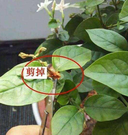 如何养好茉莉花（怎样种植茉莉花）-第2张图片-昕阳网