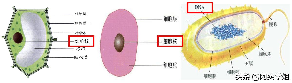 原核生物有哪些（酵母菌是真核还是原核）-第2张图片-昕阳网