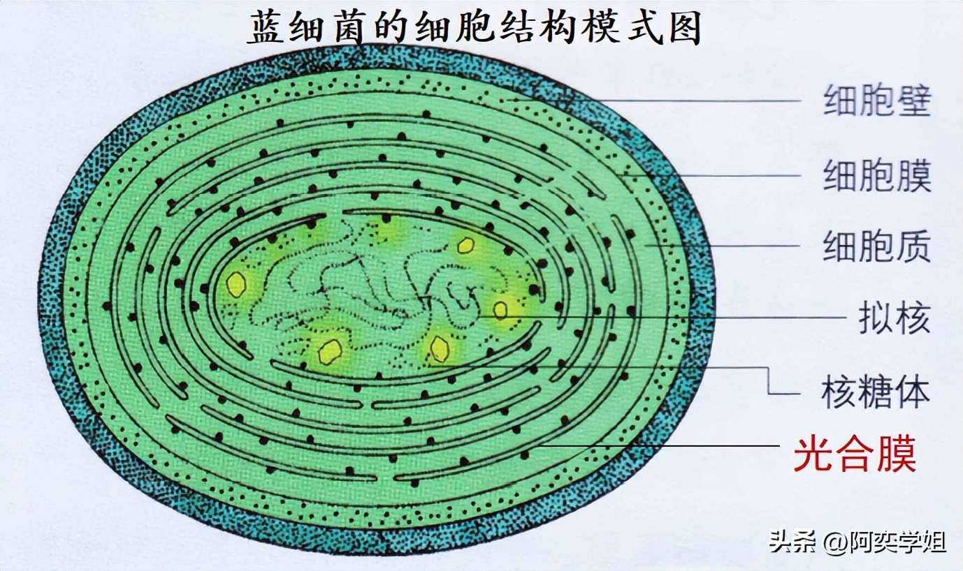 原核生物有哪些（酵母菌是真核还是原核）-第4张图片-昕阳网