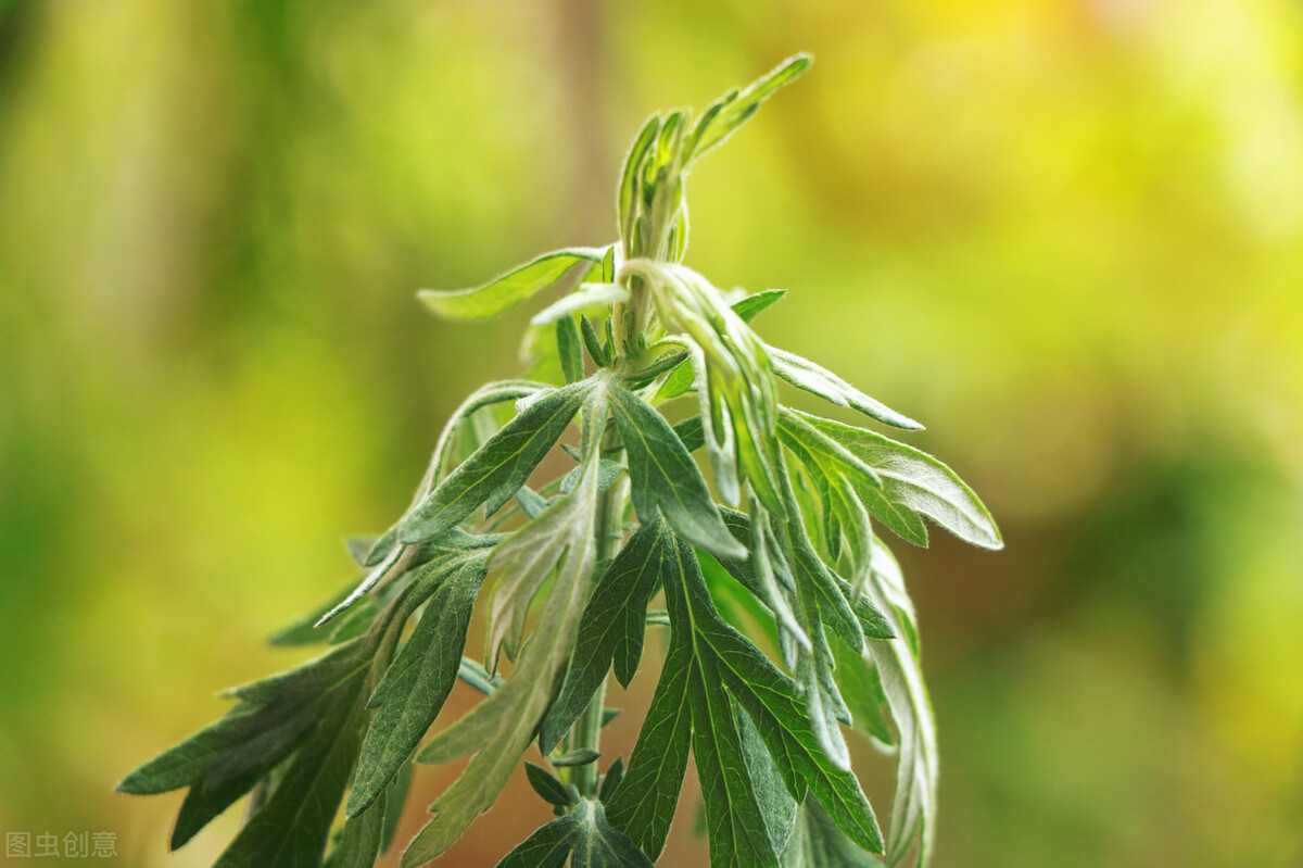 端午节门口插艾草的寓意是什么（端午节在门口插艾草）-第2张图片-昕阳网