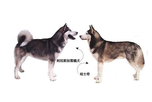 阿拉斯加哈士奇；阿拉斯加犬多少钱一只