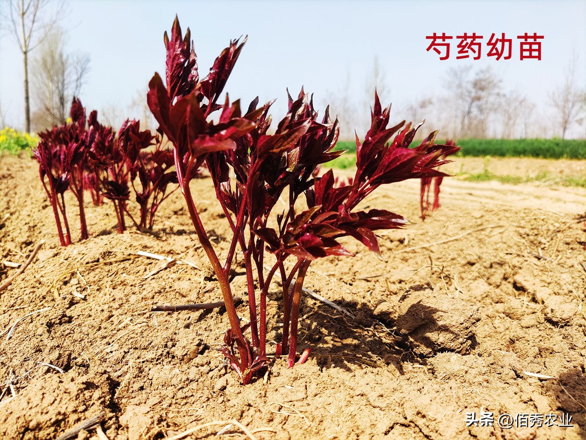 芍药什么时候移栽最好（地栽芍药什么时候移栽最好）-第2张图片-昕阳网