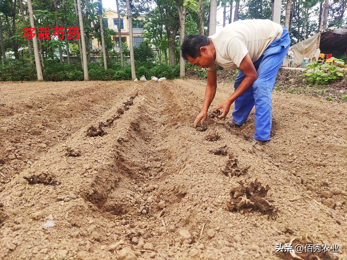 芍药什么时候移栽最好（地栽芍药什么时候移栽最好）-第3张图片-昕阳网