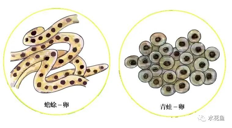 青蛙卵和蟾蜍卵的区别-第4张图片-昕阳网