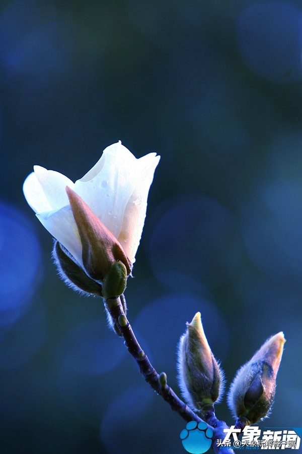 洛阳的市花是什么花啊（洛阳的市花是什么花朵）-第7张图片-昕阳网