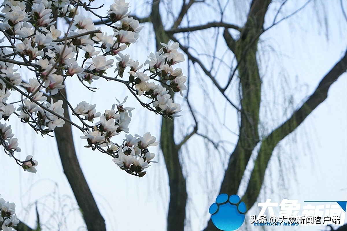 洛阳的市花是什么花啊（洛阳的市花是什么花朵）-第11张图片-昕阳网