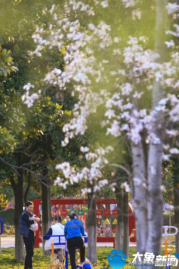 洛阳的市花是什么花啊（洛阳的市花是什么花朵）-第13张图片-昕阳网