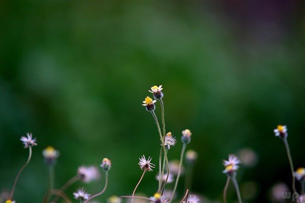 脱变和蜕变是什么意思：蜕变