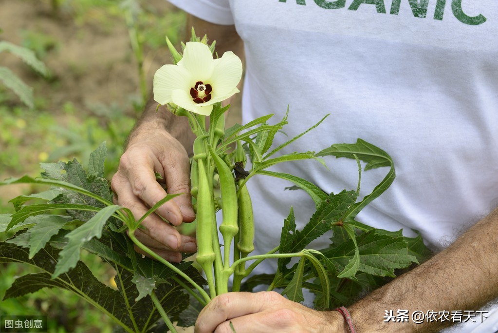 秋葵第二年还可以活吗（秋葵第二er年还可以活吗图片）-悠嘻资讯网