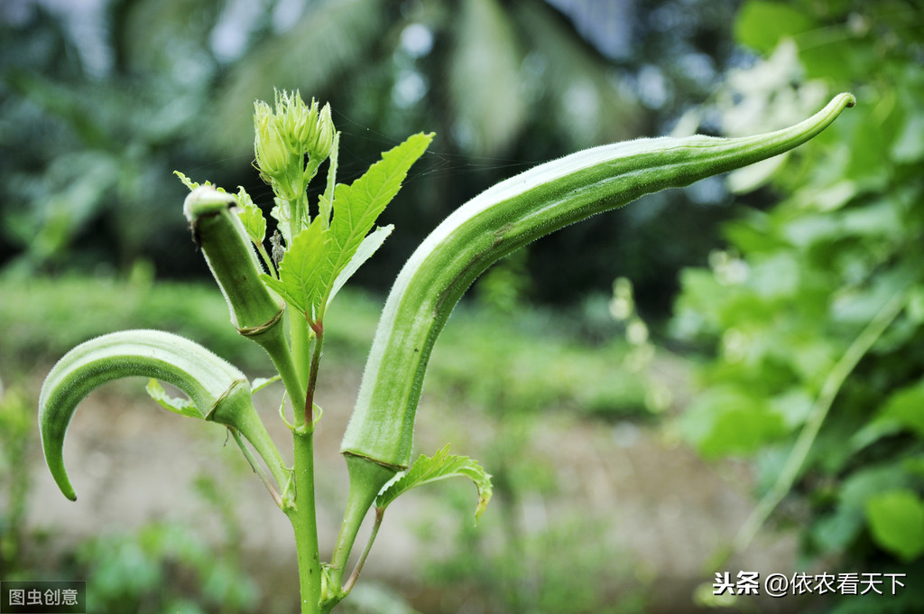 秋葵第二年还可以活吗（秋葵第二年还可以活吗图片）-悠you嘻资讯网