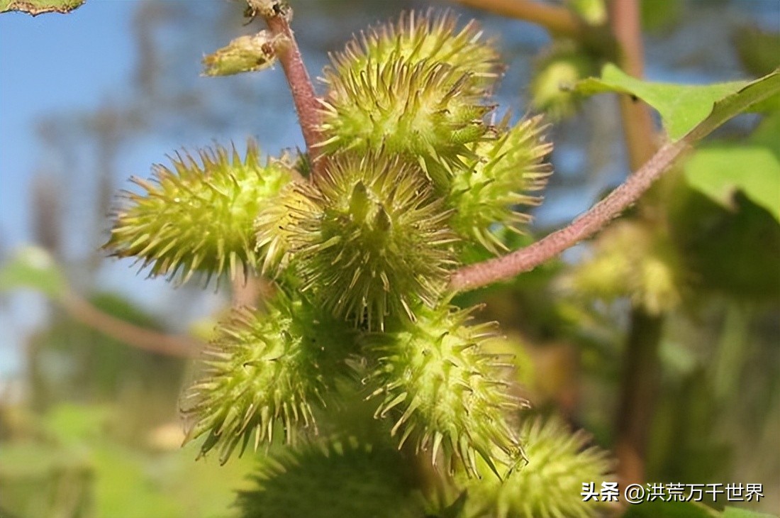 种子的传播方式有哪些（各种种子的传播方式有哪些）-第6张图片-昕阳网