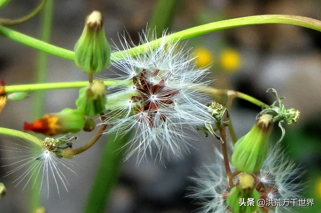 种子的传播方式有哪些（各种种子的传播方式有哪些）-第8张图片-昕阳网