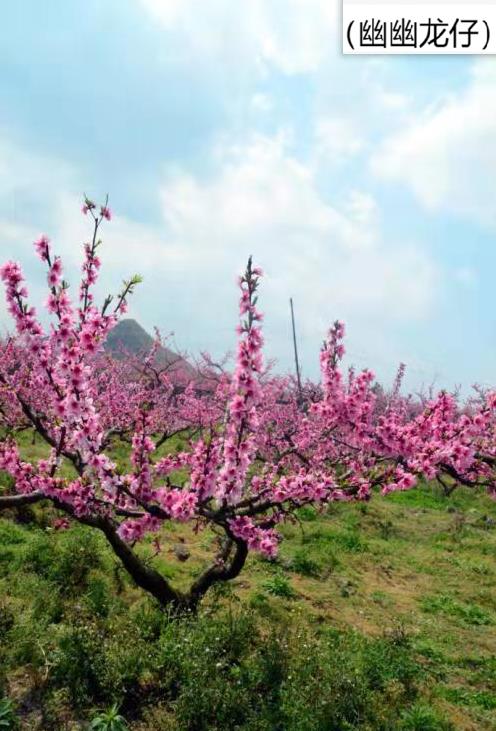 无花果的花在哪个部位（无花果的花在哪里内部还是外部）-第1张图片-昕阳网