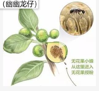 无花果的花在哪个部位（无花果的花在哪里内部还是外部）-第5张图片-昕阳网