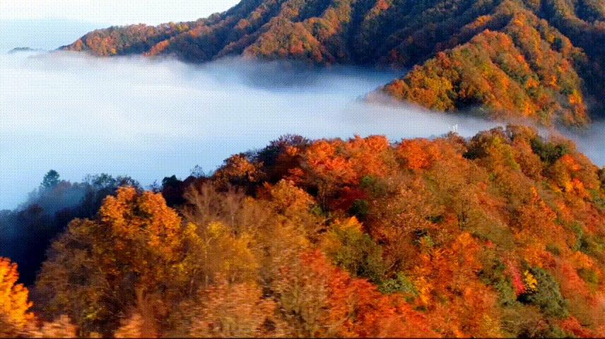 光雾山风景区旅游攻略（汉中光雾山风景区旅游攻略）-第4张图片-昕阳网