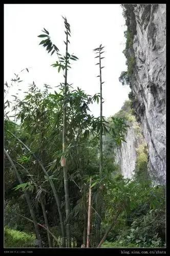 咬定青山不放松是什么植物（咬定青山不放松指的是什么树）-第1张图片-昕阳网