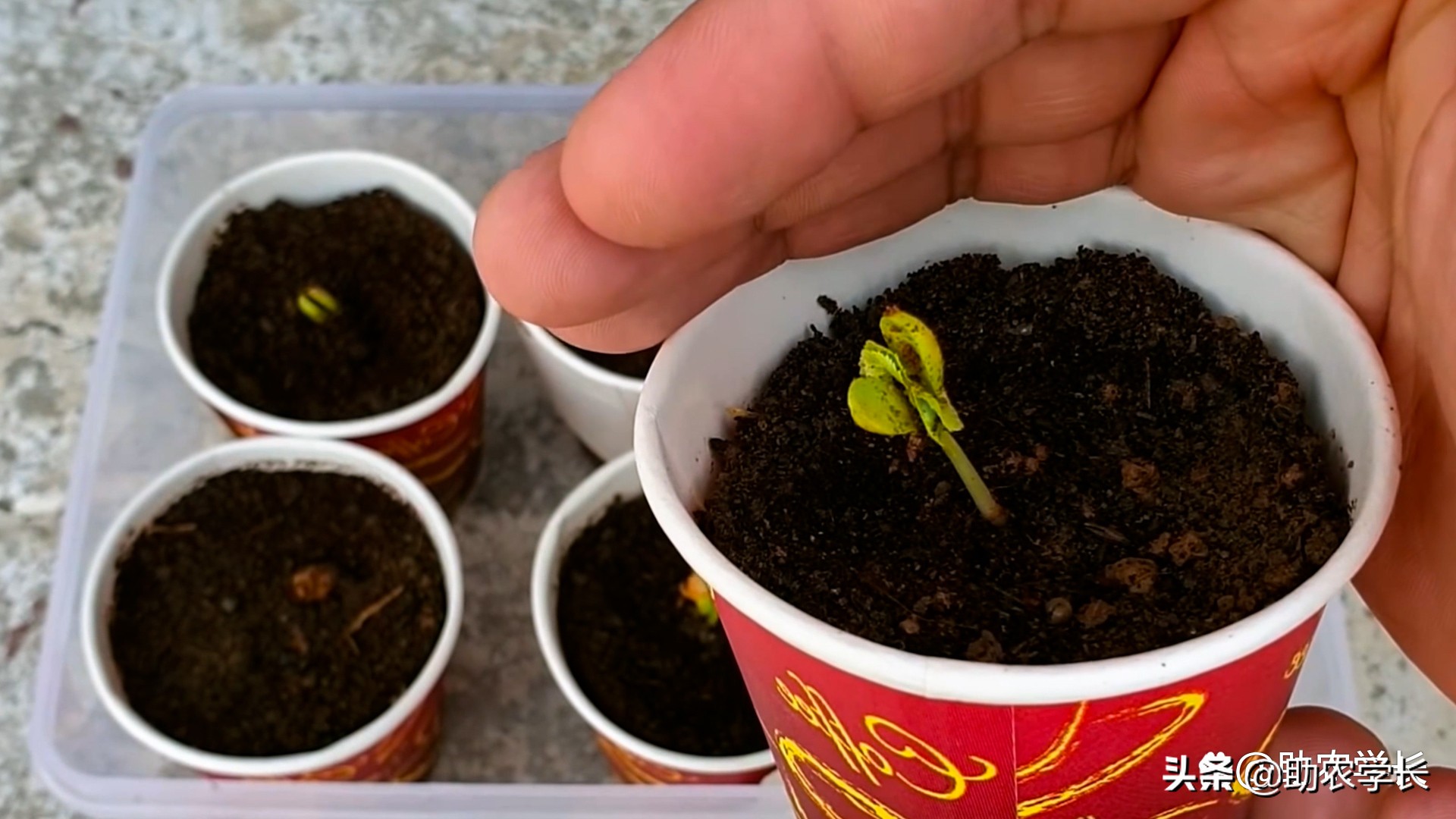 樱桃的种子怎么种才能发芽（樱桃种子怎么发芽(催芽)）-第8张图片-昕阳网