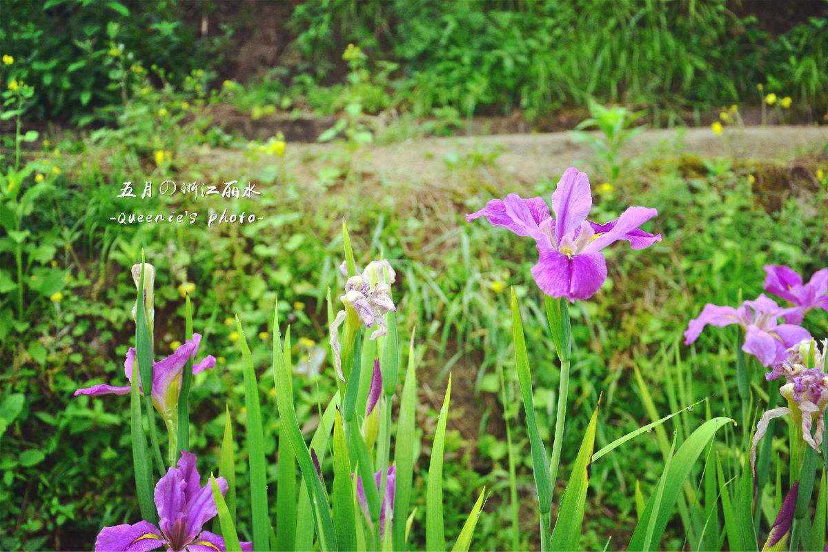 飞花令怎么玩规则玩法介绍（飞花令怎么玩规则玩法介绍一下）-第3张图片-昕阳网