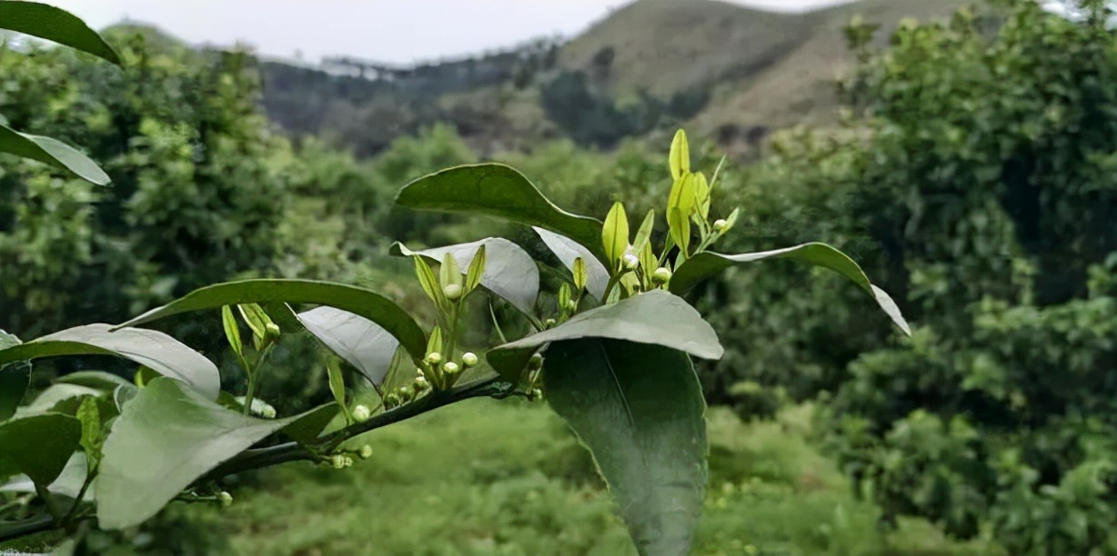 噻菌铜不能和什么农药混用（噻菌铜可以和磷酸二氢钾一起用吗）-第3张图片-昕阳网