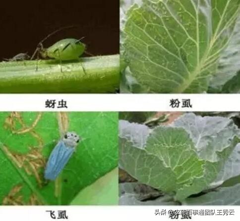 吡虫啉最佳的使用方法是什么（吡虫啉起什么作用）-第2张图片-昕阳网