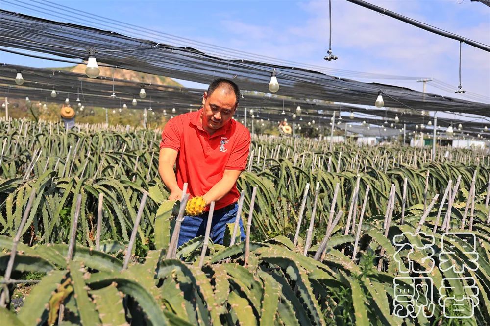 农业用地都可以经营什么项目（农业用地可以用来干什么）-第1张图片-昕阳网