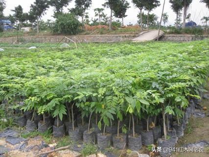 10年的黄花梨可以卖多少钱-第5张图片-昕阳网