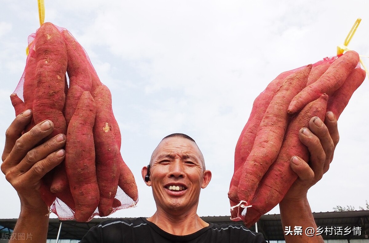 什么时候种红薯是最好的时候（什么时候适合种红薯）-第5张图片-昕阳网