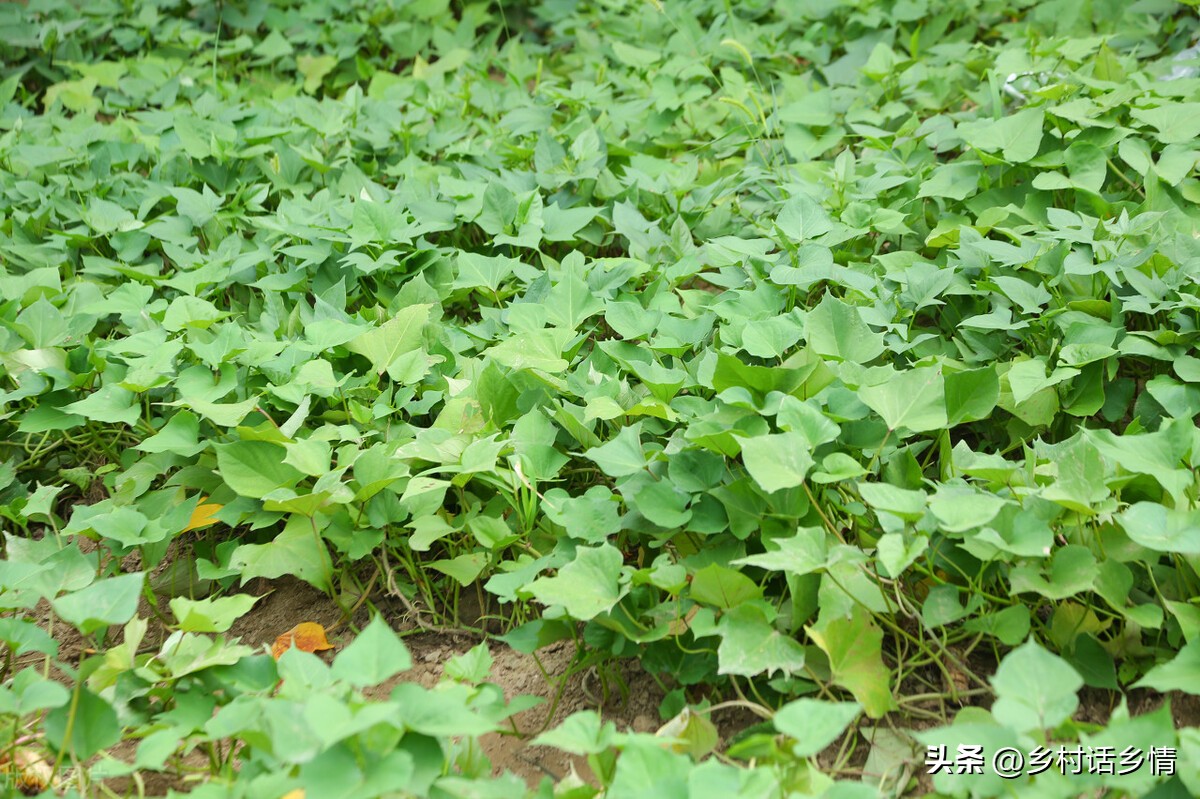 什么时候种红薯是最好的时候（什么时候适合种红薯）-第6张图片-昕阳网