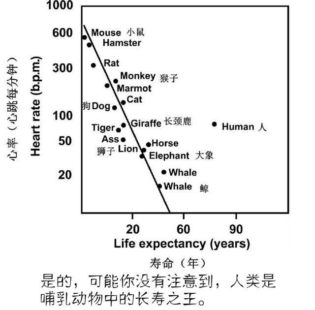 蓝鲸寿命是什么（蓝鲸活多少年）-第4张图片-昕阳网