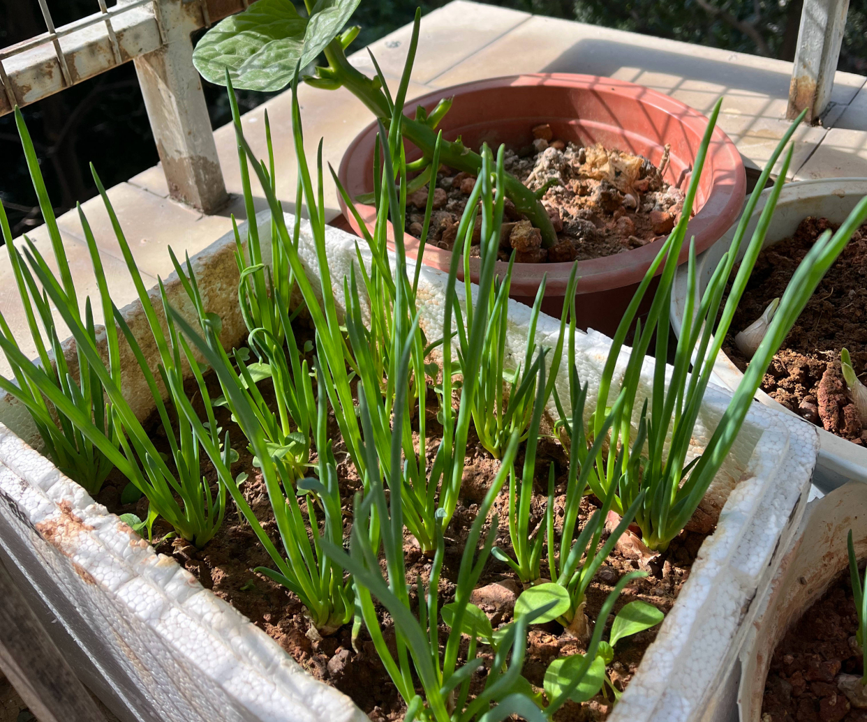 小葱种植时间和种植方法介绍（小葱种植时间和种植方法介绍视频）-第1张图片-昕阳网