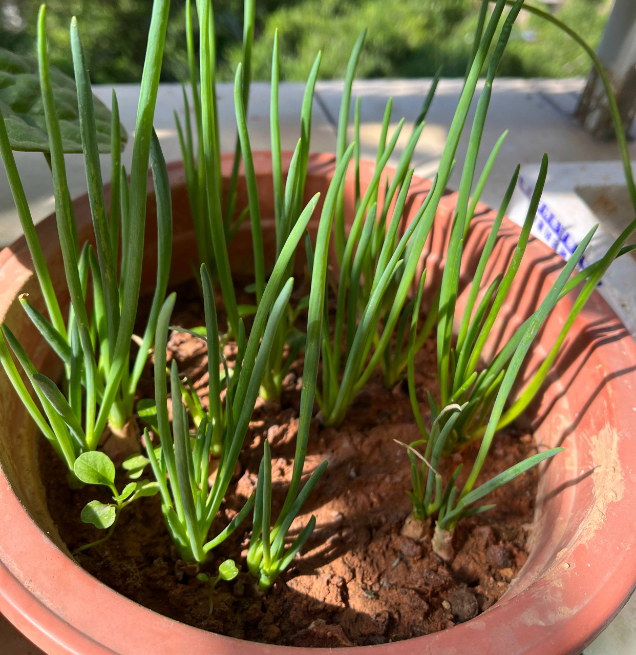 小葱种植时间和种植方法介绍（小葱种植时间和种植方法介绍视频）-第2张图片-昕阳网