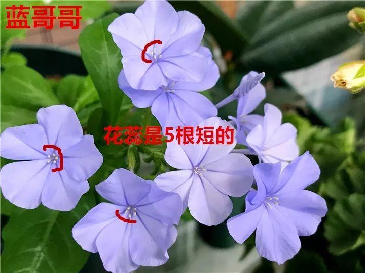 牵牛花种子的种植方法和时间（牵牛花的养殖方法和注意事项）-第2张图片-昕阳网