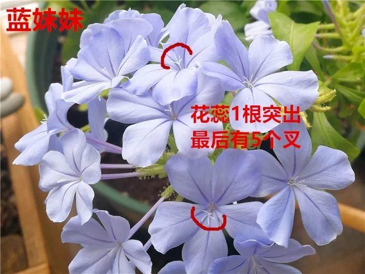 牵牛花种子的种植方法和时间（牵牛花的养殖方法和注意事项）-第3张图片-昕阳网