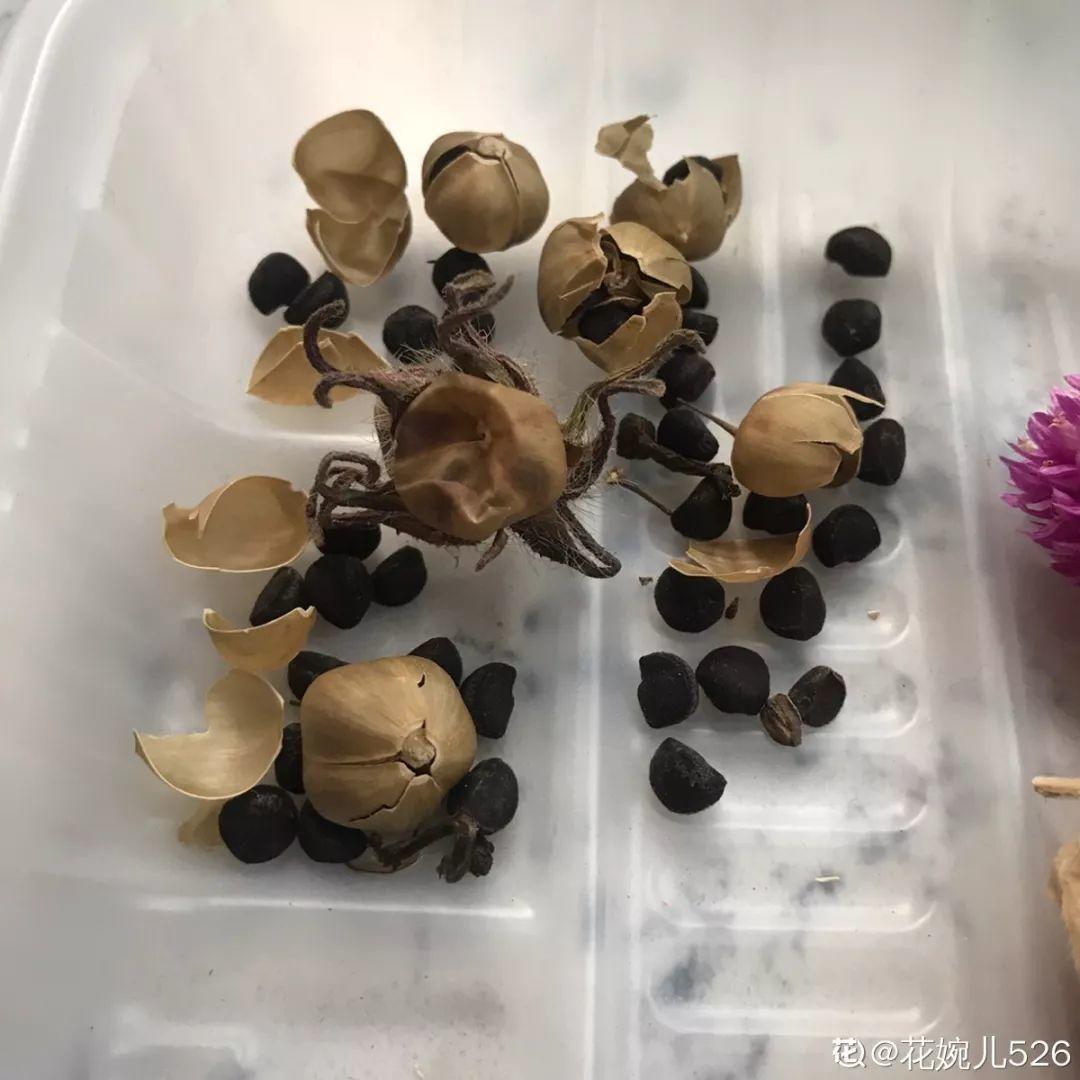 牵牛花种子的种植方法和时间（牵牛花的养殖方法和注意事项）-第10张图片-昕阳网