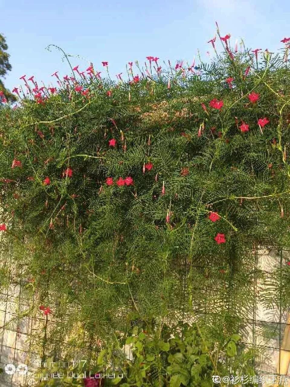 牵牛花种子的种植方法和时间（牵牛花的养殖方法和注意事项）-第20张图片-昕阳网