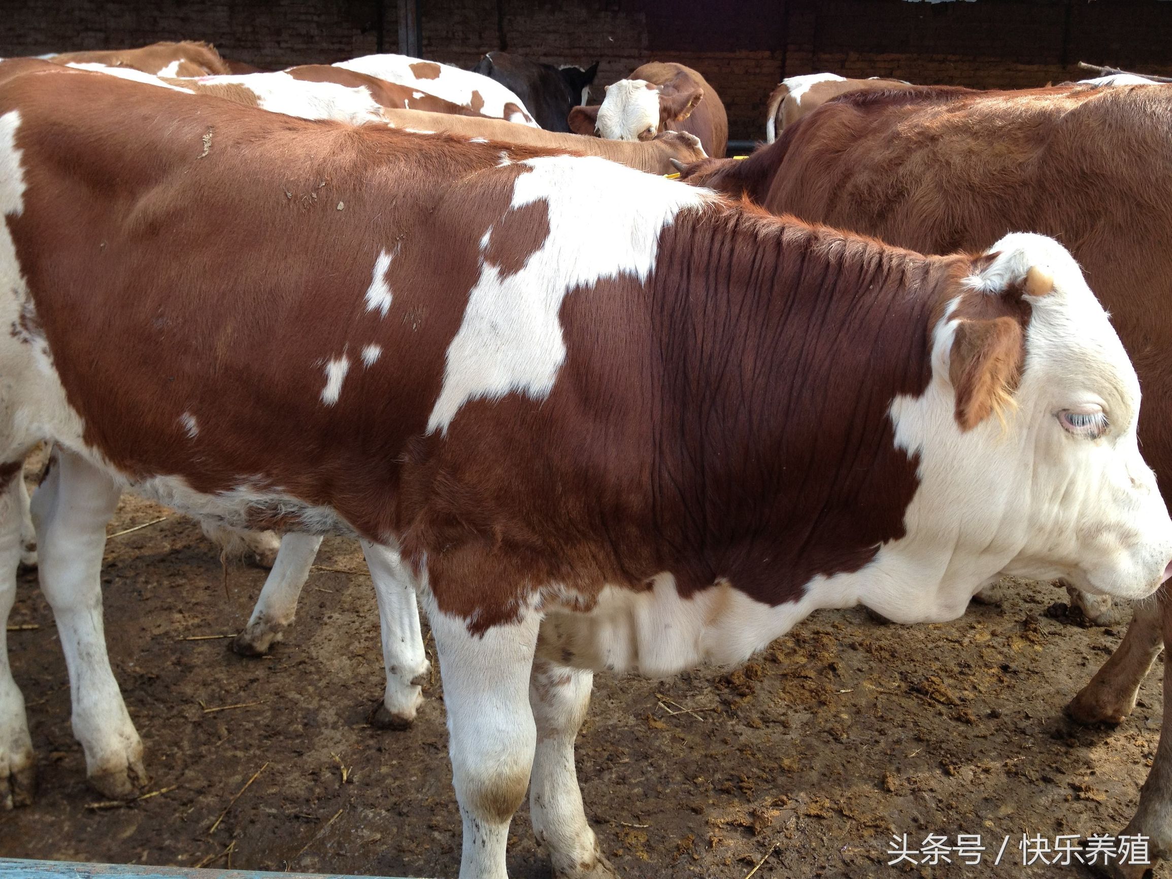 安格斯(si)牛和西门塔尔牛哪个好（世界三大顶级牛肉）