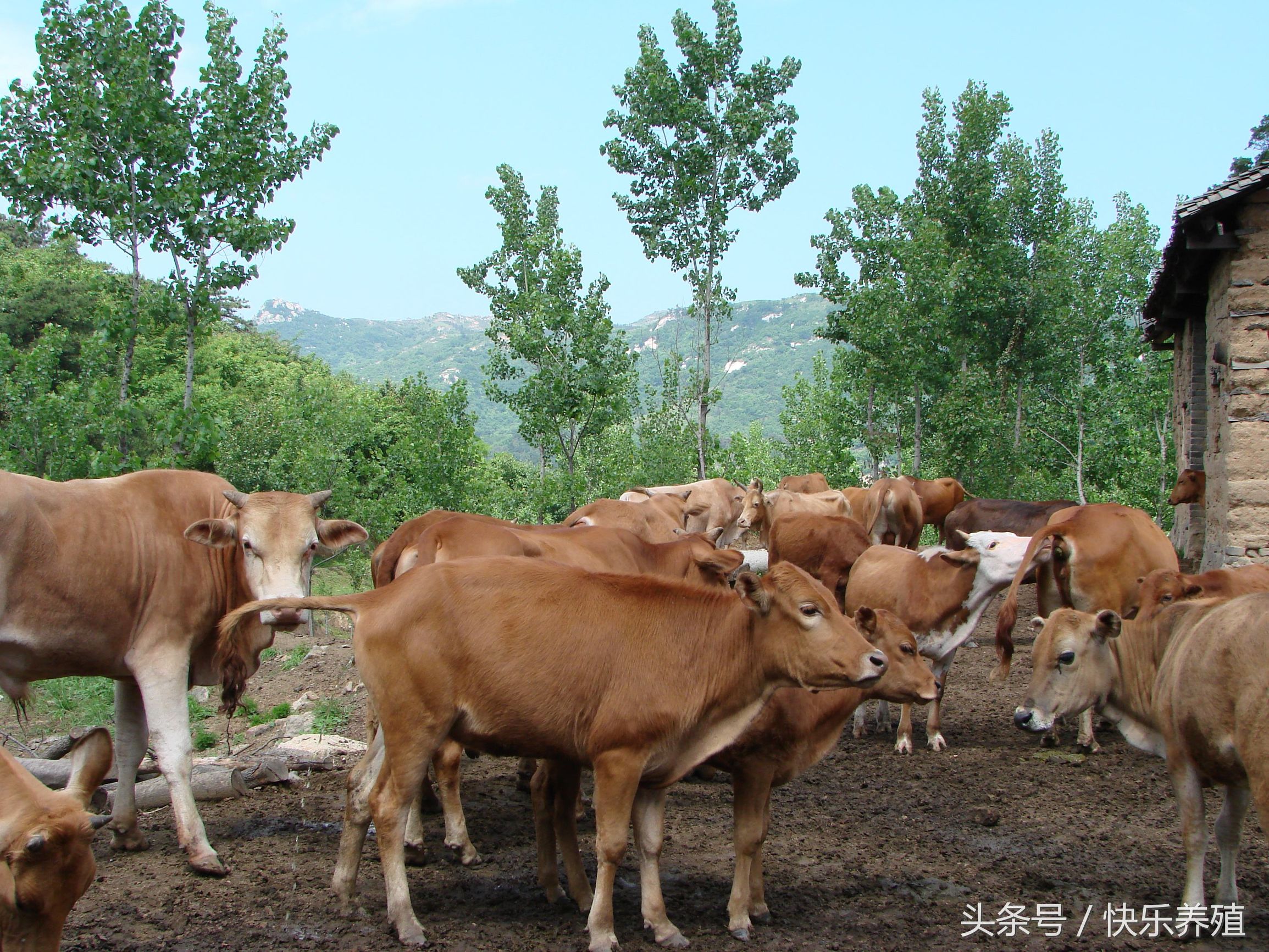 安格斯牛和西门塔尔牛哪个好（世界三大顶级牛肉）-第4张图片-昕阳网