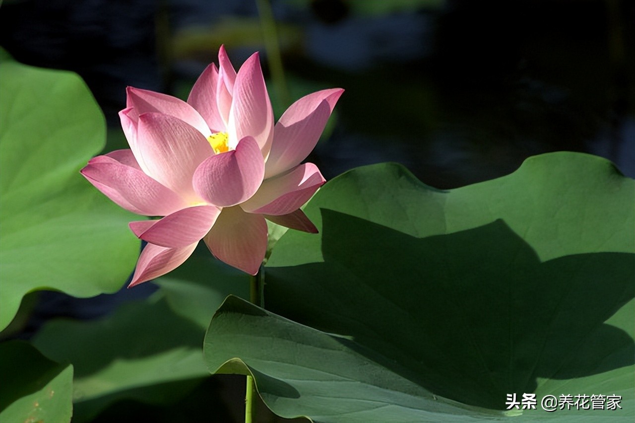 莲花别称cheng是什么（莲花别的名称）