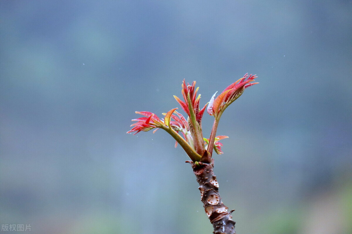 大棚种植什么最赚钱不愁销路（适合穷人没本钱的种植）-第4张图片-昕阳网