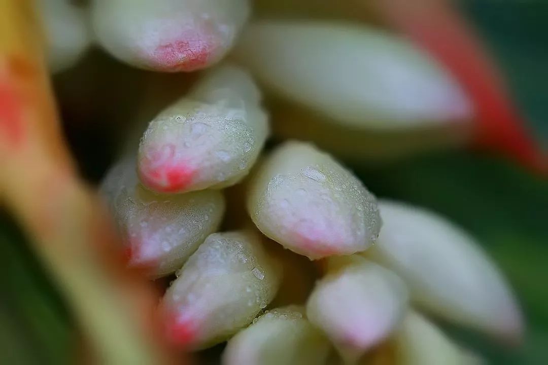 豆蔻是指年龄在多少岁的女子（豆蔻是指年龄几岁的女子）-第4张图片-昕阳网